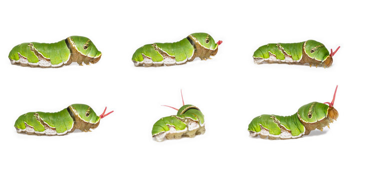 Everted osmeterium of Common mormon caterpillar ( Papilio polyte