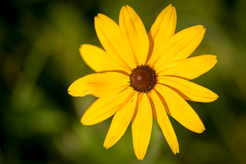Obraz premium coneflower (black eye susan, genus Rudbeckia, Ratibida, Echinacea) in natural background