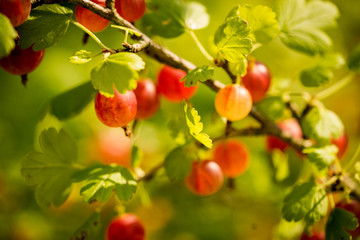 Obraz premium grows ripe gooseberries on a branch