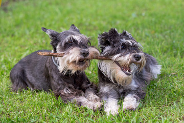 two mini schnauzer dogs playing one stick together on the grass