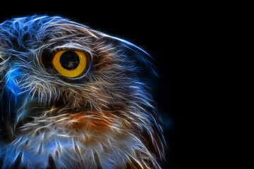 Fototapeta premium Digital fantasy drawing of an owl 