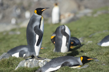 King Penguins - South Georgia