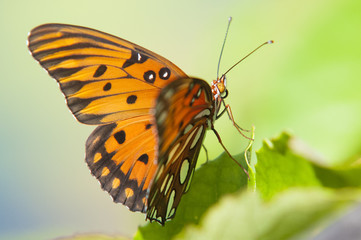 Gulf fritillary butterfly - Agraulis vanillae