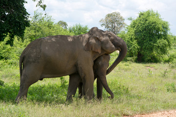 Wild Elephant InUdawalawe National Park