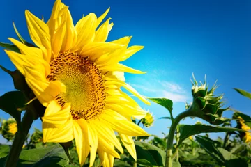 Abwaschbare Fototapete Sonnenblume Schöne und perfekte Sonnenblume und blauer Himmel