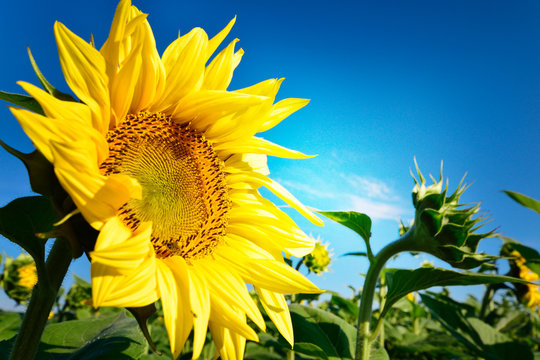 Fototapeta Beautiful and perfect sunflower and blue sky