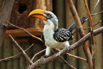 Eastern yellow-billed hornbill (Tockus flavirostris).
