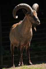 East Caucasian tur (Capra caucasica cylindricornis).