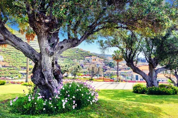 Photo sur Aluminium Olivier Old olive trees in summer city park