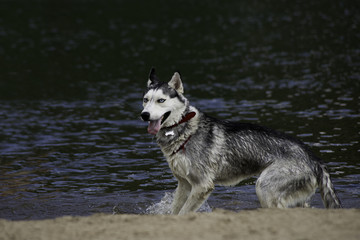Wet dog breed Siberian Husky