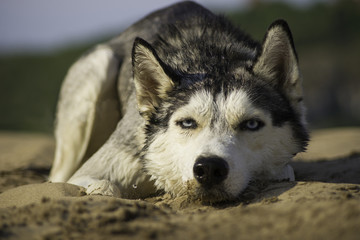 lonely dog lying on the sand