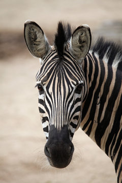 Fototapeta Chapman's zebra (Equus quagga chapmani).