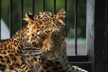 North-Chinese leopard (Panthera pardus japonensis).