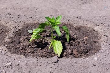 bush pepper