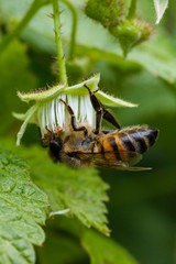 bee