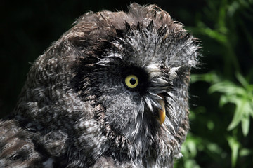 Great grey owl (Strix nebulosa).