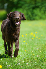 Flat Coated Retriever