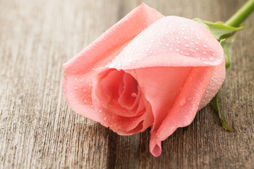 Single Pink rose on wooden old background