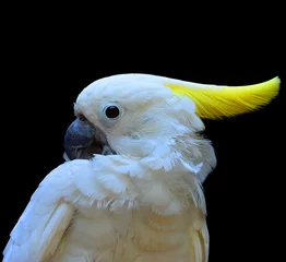 Crédence de cuisine en verre imprimé Perroquet white parrot
