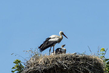 stork with small