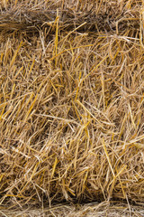 Texture of dry straw on the floor