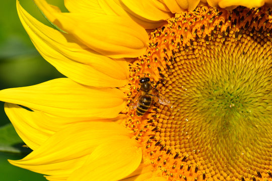 Bee pollinating a sunflower
