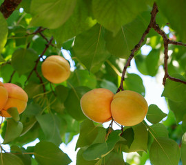 Apricot