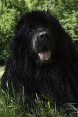 Fototapeta premium Newfoundland dog