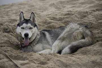 Husky dog lying in the hot sand