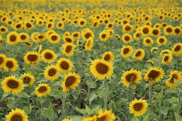 Schönes Sonnenblumenfeld