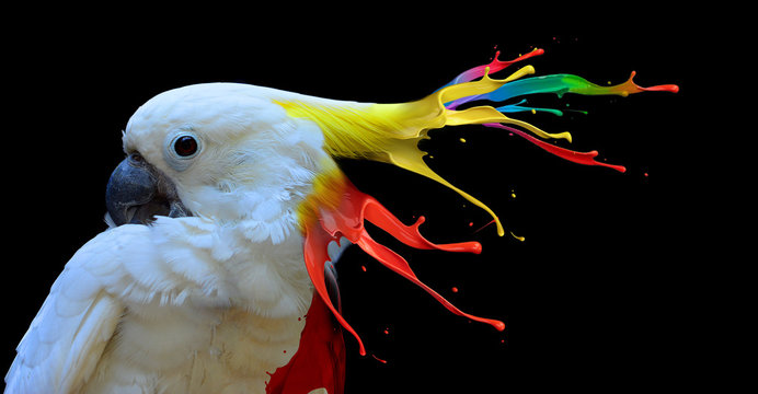 Digital photo manipulation of a white parrot