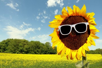 Sonnenblumen Kopf frei mit Sonnenbrille, Freisteller