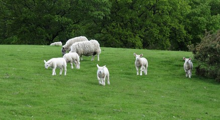 Fototapeta na wymiar herd of sheep