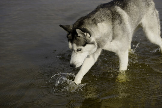 Husky dog tries to water