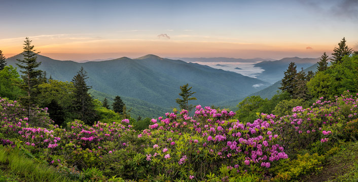 Fototapeta Blue Ridge Mountains, Rhododendron, sunrise