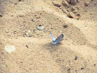 Blue butterfly
