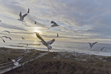 Seaull Cries at Dawn