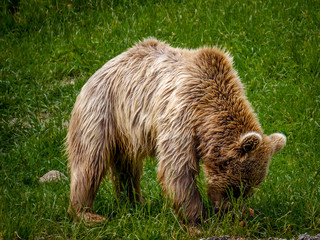 Fototapeta premium Bear in the mountains