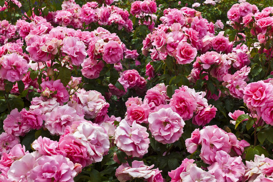 Pink floribunda roses in a flowerbed close up.