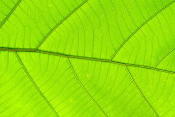 structure of leaf natural background