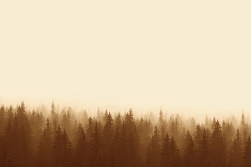 Landscape in sepia - pine forest in mountains with fog - obrazy, fototapety, plakaty