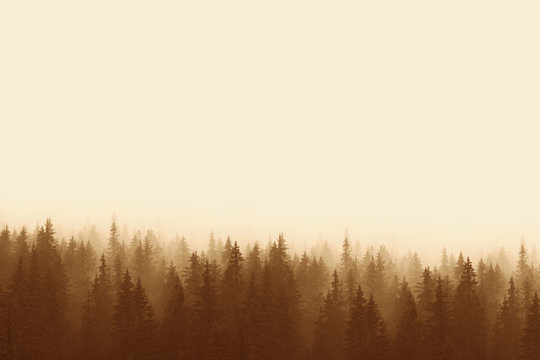 Fototapeta Landscape in sepia - pine forest in mountains with fog
