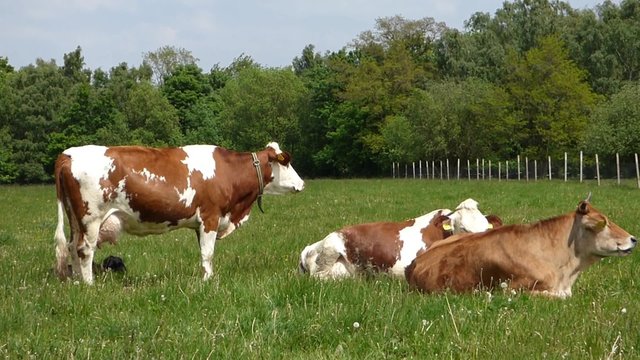 Cows on pasture