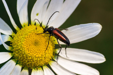beetle on the flower