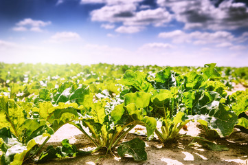 Summer landscape. Agricultural field with sugar beet - 86956390
