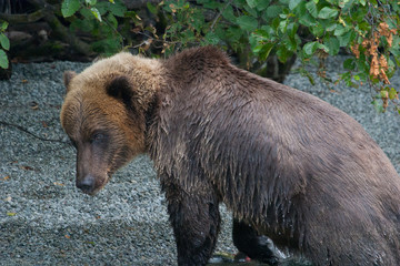 close up of grizzly bear