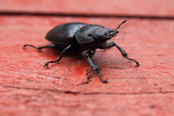 Stag-beetle