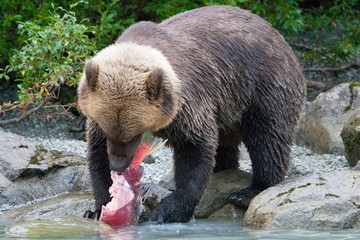 grizzly bear eating salmon on the shore of an alaskan lake