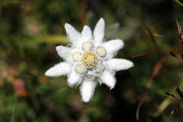Close-Up of Edelweiss flower