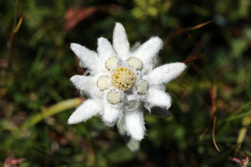 Close-Up of Edelweiss flower